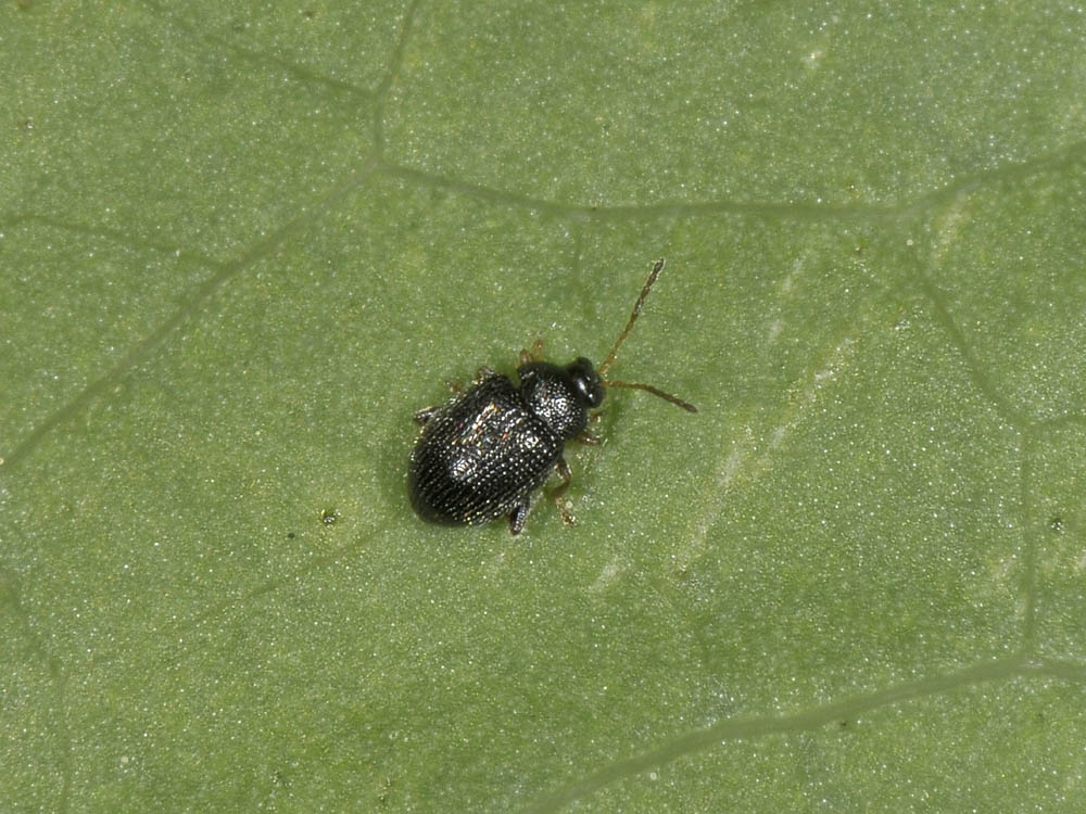 Epitrix pubescens, Chrysomelidae